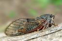 Cicadetta montana by Jaroslav Maly