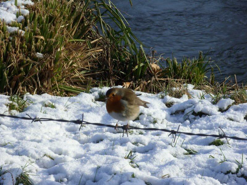 A robin by the River Itchen, Winchester, by Chris Hall