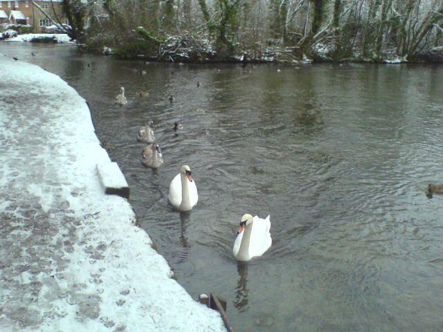 Swans on the River Arle, Alresford, by Jan Delgado