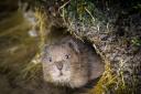 Surprised Water Vole at East Meon by Dick Hawkes