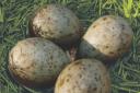 We are being urged to help protect rare bird eggs in April - this is why