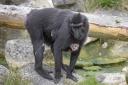 PHOTOS: Adorable monkey wows zoo visitors