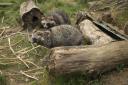 Sparsholt College raccoon dogs