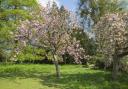 A cherry blossom at Hinton Ampner