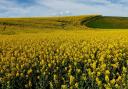 A field of oilseed rape