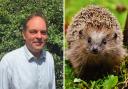 Ragwort pulling – and the pull of the hedgehog by Kevin Prince