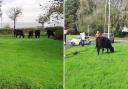 Cows in North Baddesley