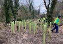 Young trees recently planted on Compton Down