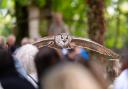 The Hawk Conservancy Trust perform stunning birds of prey flying demonstrations.