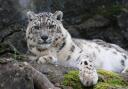 Irina the snow leopard