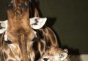 The new giraffe calf with mother Isabella