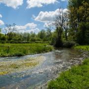 The River Meon: improving as a wildlife habitat