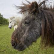 Two of the ponies rescued by the RSPCA in Wiltshire Picture: RSPCA