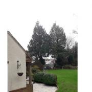 The two trees in the back garden of Una and Roger Stevens' house in Compton Down. Photo: Winchester City Council