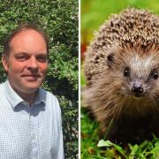 Ragwort pulling – and the pull of the hedgehog by Kevin Prince