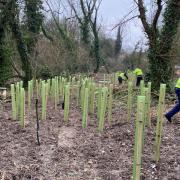 Young trees recently planted on Compton Down