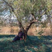 Sue Bell taking a break from the olive harvest in Italy