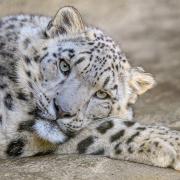 Warjun is the newest arrival at Marwell Zoo