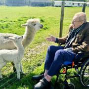 Resident Nick feeding Alpacas