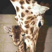 Mum Isabella with her newborn calf