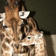 The new giraffe calf with mother Isabella