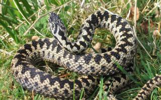 Forest Veterinary Clinic issue warning to dog walkers after three adder bites