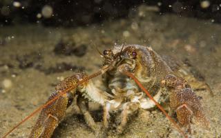 Vobster Crayfish