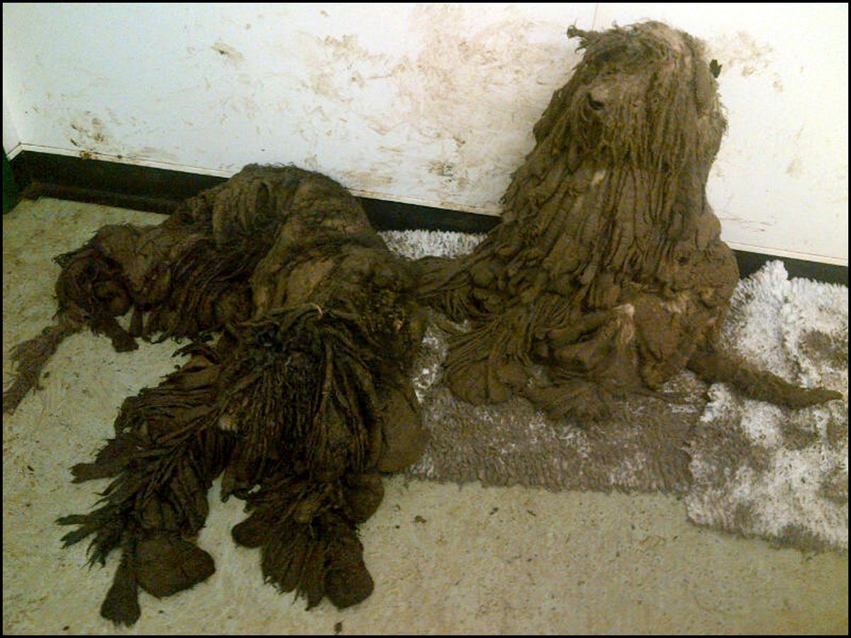 Images of dogs abandoned in horrific condition.