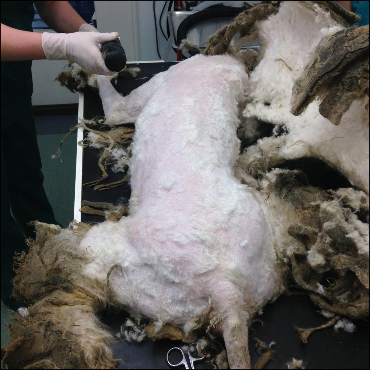 Images of dogs abandoned in horrific condition.