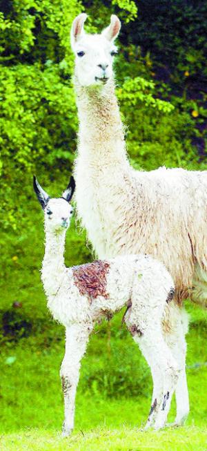 spitting image: Llama mother Peru with her newborn cria