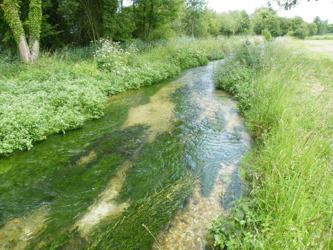 Campaigners are fighting to prevent damage to Hampshire’s chalk streams, including the River Arle