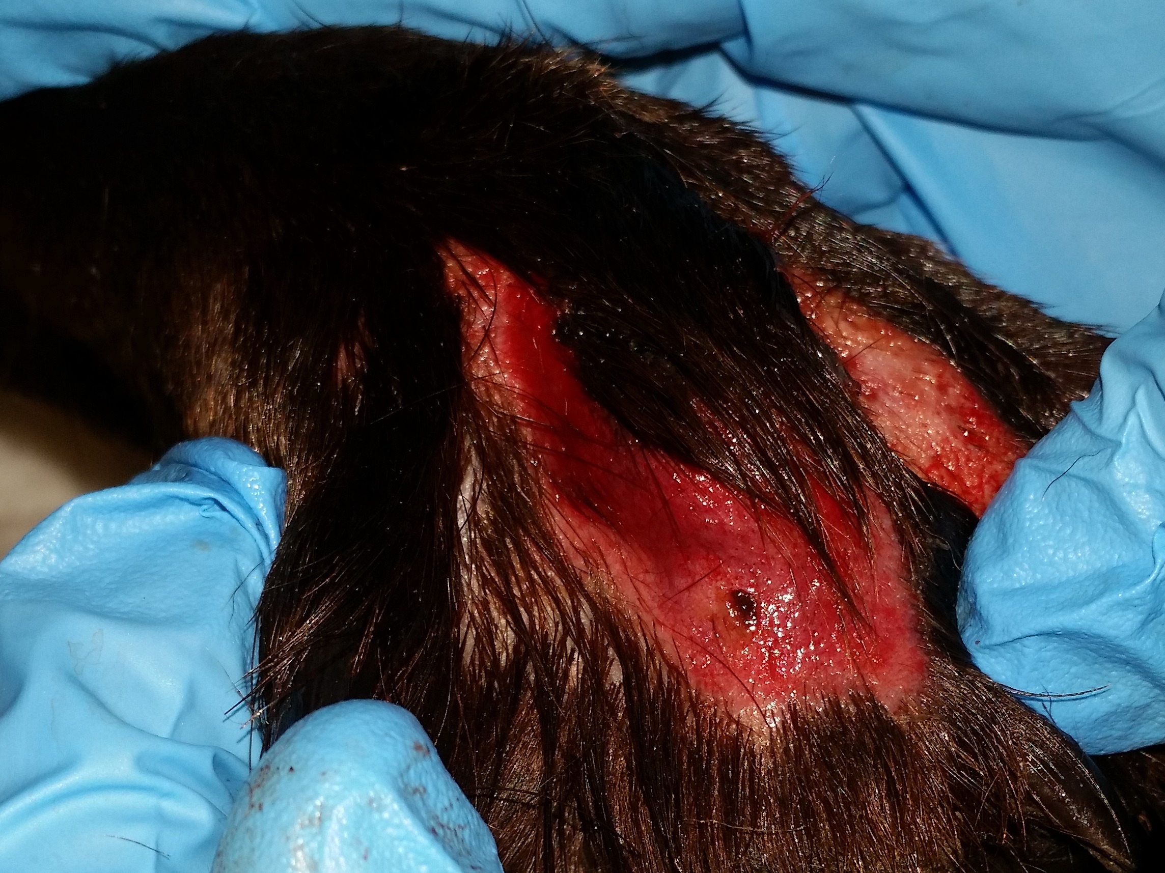 Lesions from Alabama Rot. Photos: Anderson Moores