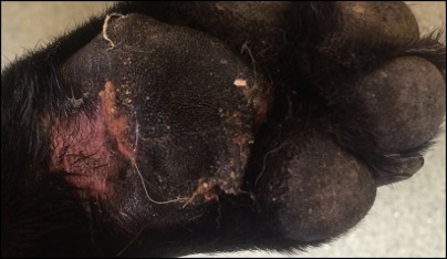 Lesions from Alabama Rot. Photos: Anderson Moores