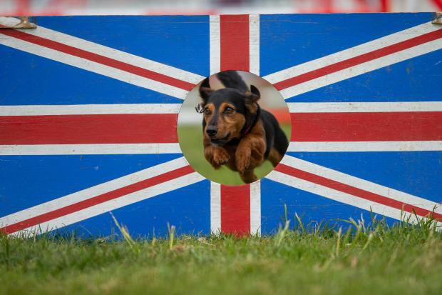 Hampshire Chronicle: Dogstival is going ahead for 2021 in Burley 