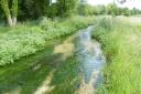 Campaigners are fighting to prevent damage to Hampshire’s chalk streams, including the River Arle
