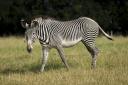 A healthy Grevy's zebra at Marwell Zoo. Photo: Marwell Zoo.