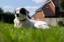 Collie cross Fleur, who is owned by Ropley resident Wendy Morris, is set to be named Battersea Rescue Animal of the Year