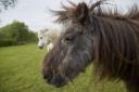 Two of the ponies rescued by the RSPCA in Wiltshire Picture: RSPCA