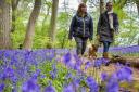 Top 10 places to go bluebell spotting in Hampshire