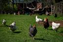 Chickens in a farmyard