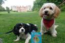 Taito and Duck with their Pooch Passports