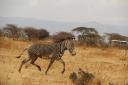 Marwell Wildlife - Grevy's zebra collaring project