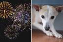 Here are 6 tips to help keep your dog calm when fireworks are being let off