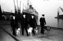 Police dogs on the docks. Jan 9,  1964.