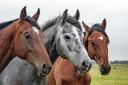 Stock image of horses