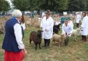 Alresford Show 2022. Judging the sheep. Credit: Stuart Martin