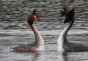 Hampshire Chronicle Camera Club member Daniel Brown spotted these Great Crested Grebes