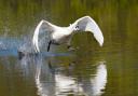A swan taking flight. Basingstoke Gazette Camera Club member Anthony Hutchinson took this one