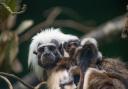Marwell Zoo welcomes incredibly cute endangered cotton-headed tamarin triplets