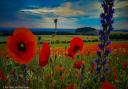 Andover Advertiser Camera Club member Pete Taylor couldn't resist taking this photo of a poppy field  at Perham Down